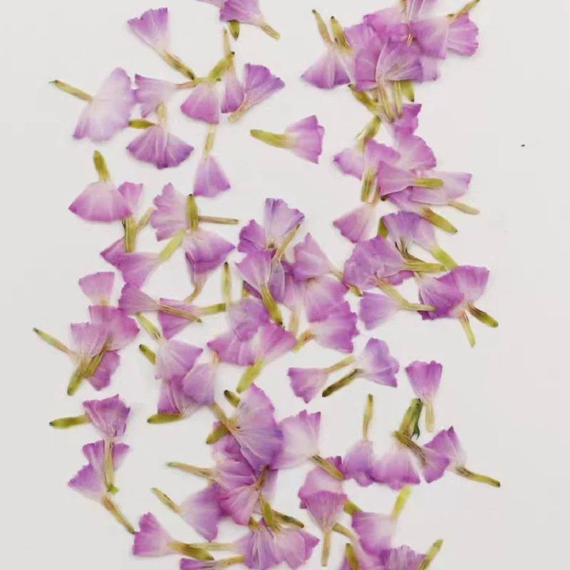 прессованные сушеные Myosotis – обзор и цена Dried Flower Bookmark