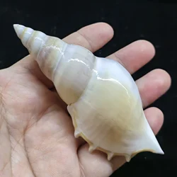 Conch Shell Naturally Spiral Microcosmic Flowerpot Aquarium Decoration Nautical Gift Family Beach Decor Shooting Props Seashell