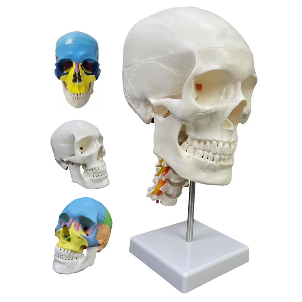 Skull Model Human Skeleton Model Teaching Head Model with Cervical Vertebra 3 Parts 1/2 Small White Color