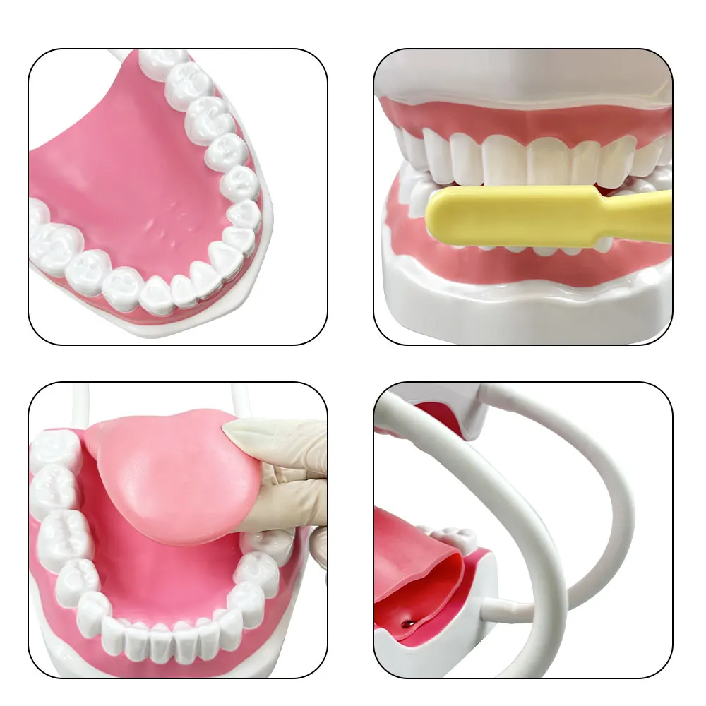 

Dental Large Teeth Model with Tongue Children Brushing Teaching Model Dental Student Teaching Anatomy Model