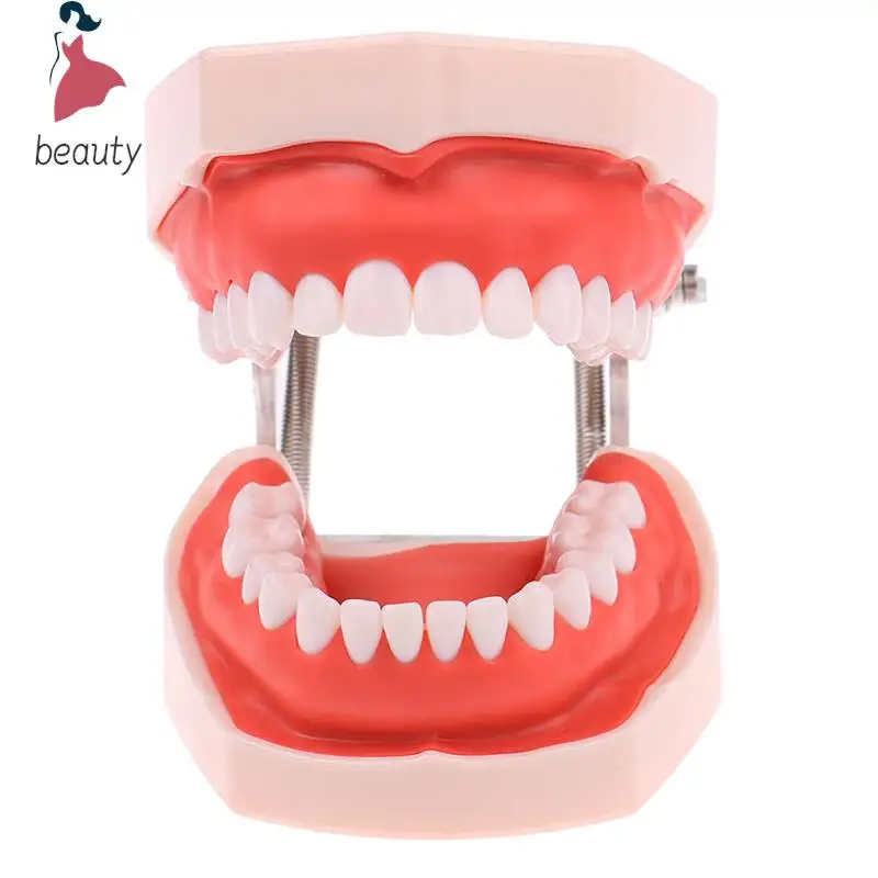 Modelo de dientes dentales de medicina, herramienta de estudio de enseñanza, dentista estándar, juguete de estudiante, 28