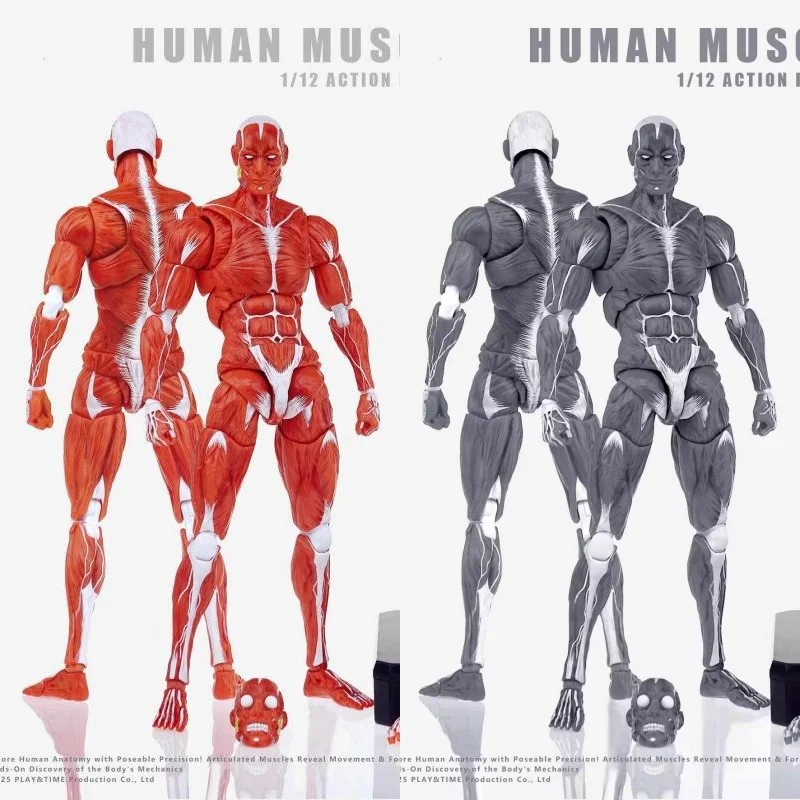 

1/12 Human Muscle Model Red Grey Colors Male Body Holder Modle 6'' Action Figure Body Skeleton Muscle Model For Collection
