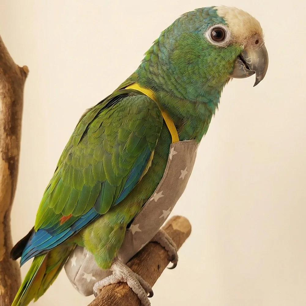Cute Adjustable Bird Flight Suits Breathable Feces Pocket Parrot Outdoor Leashes Escape Proof Bird Flight Clothes Pet Walking view 4