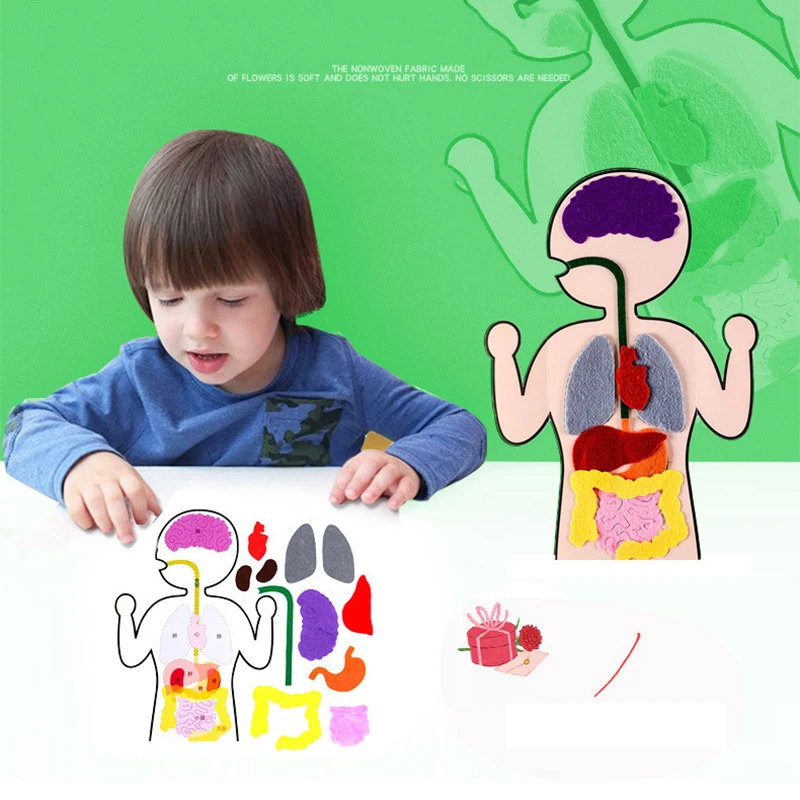 Biology teacher accessories DIY Organ Teaching Aids Scholar kit Home School Biological Science Educational Toys For Children  88