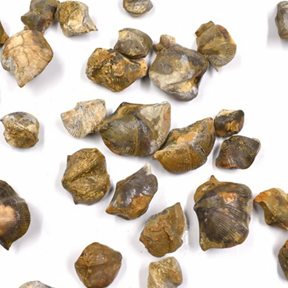 

Specimen Ornament Decoration Rock Collections for Brachiopod