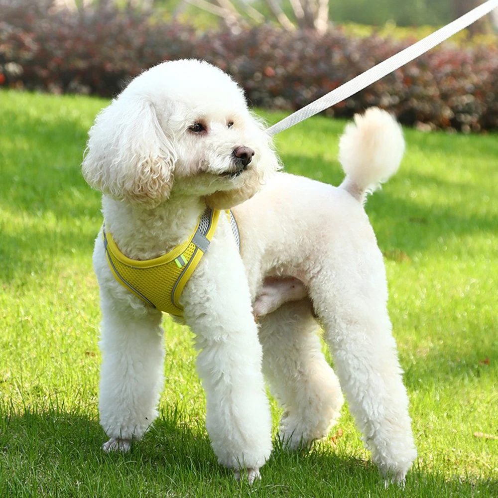 New  walks, hikes, and adventures. Keep your furry companion safe and stylish with this top-quality harness. Suitable for all se