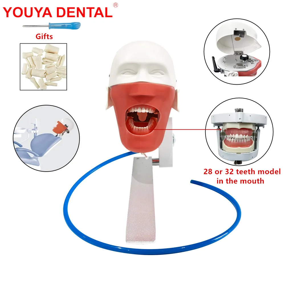 New Simple Head Model Dental Simulator Phantom Manikin Mounting For Training Teaching Practice Studying Dentistry Equipment Unit