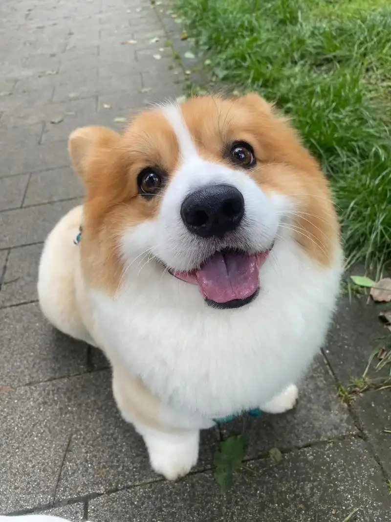 

Car Cover For DS 7 - Outdoor Full Body Protection Waterproof Dustproof Heat-Resistant All-Season Use Car Accessories