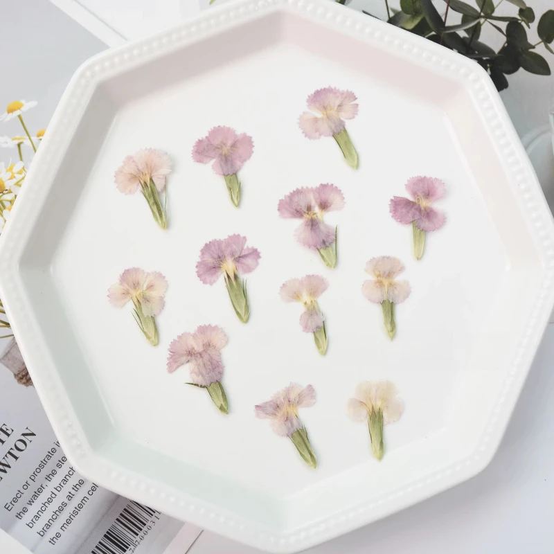 24 Stück/2–3 cm, Natur Nelke getrocknete Blume geprägte Akazie Pflaume echte Blume dekorative Fotorahmen DIY Epoxid Schmuck Blütenblatt Make-up – Detail 4