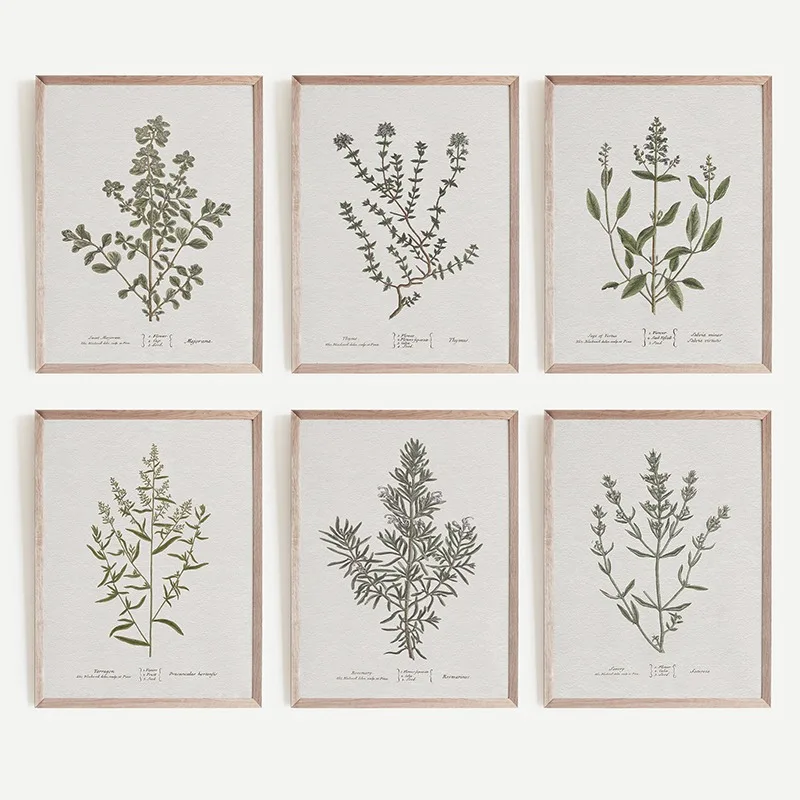 VIntage Minimalism Botanical Herb Posters and Prints Canvas Painting Wall Art Sage Green Picture for Living Room Home Decoration