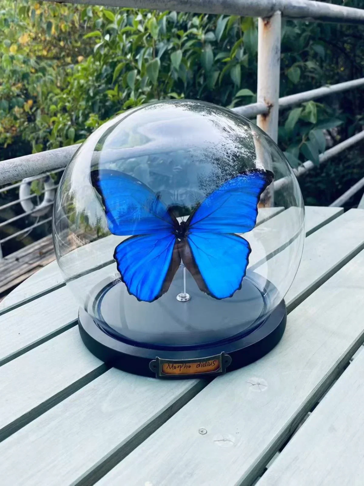 Morpho Menelaus Real Butterfly Specimen Mini Glass Cover Birthday Gift Home Decoration Statue for Decoration Taxidermy