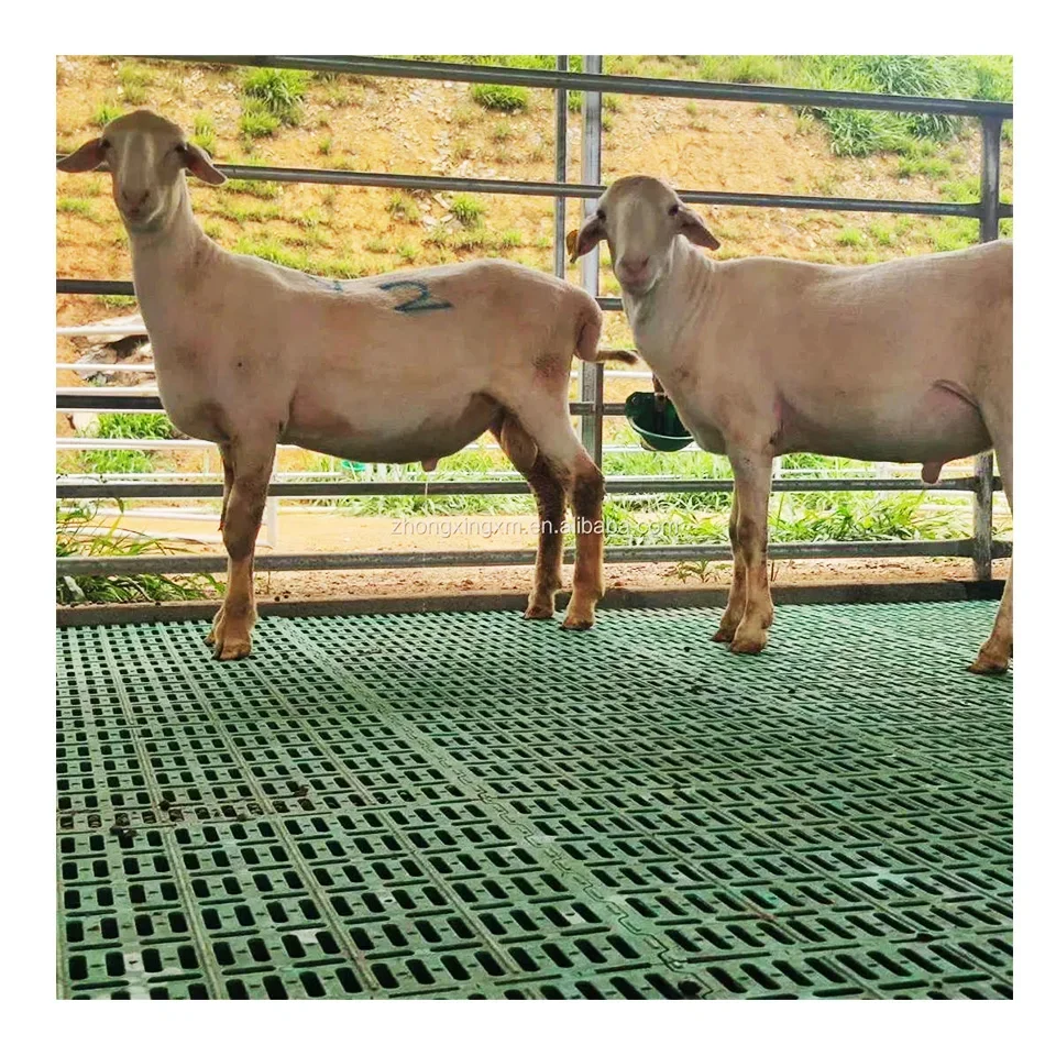 New Pattern Super Strong Load-bearing Goat Slat Floor Plastic Goat Slatted Flooring For Goat Sheep Livestock Farm