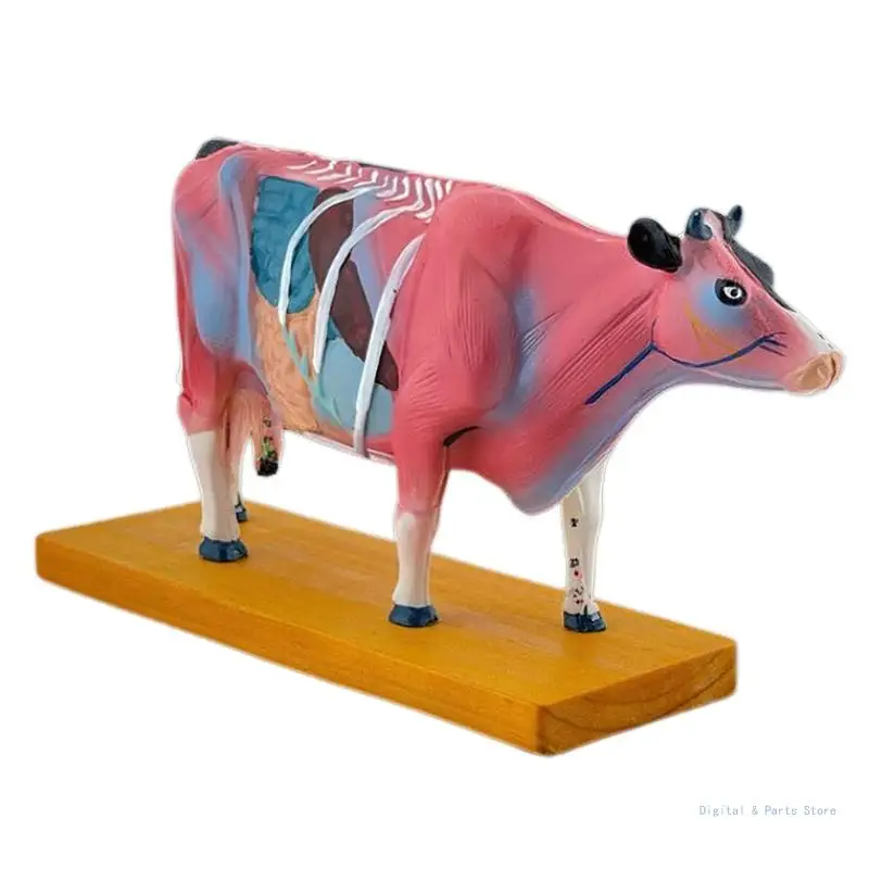 M17F Anatomical Cattle Model for Hospital Lab Teaching Prop, Cow Anatomy Model for Acupuncture & Moxibustion