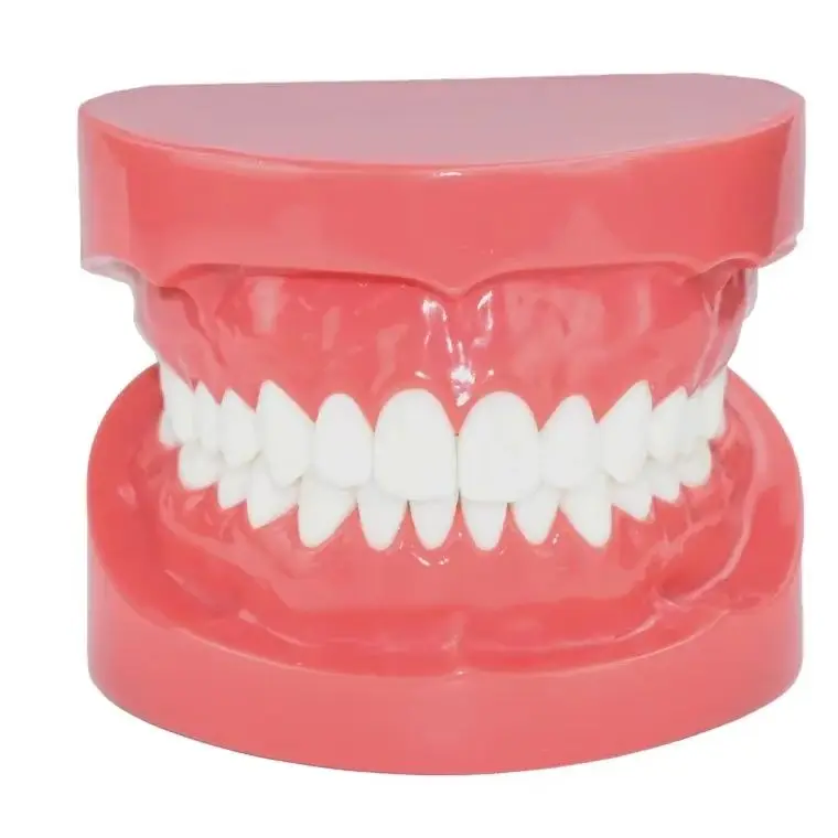 

Учебная модель стандартных зубов для демонстрации, типодонт, для стоматологов и клиник, 7004