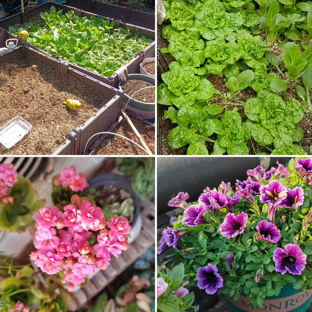 30 جرام Beauveria الأسمدة الميكروبية الأسمدة القابلة للذوبان في الماء بالكامل وكيل أغذية النباتات حماية النباتات لمزرعة الحديقة #4