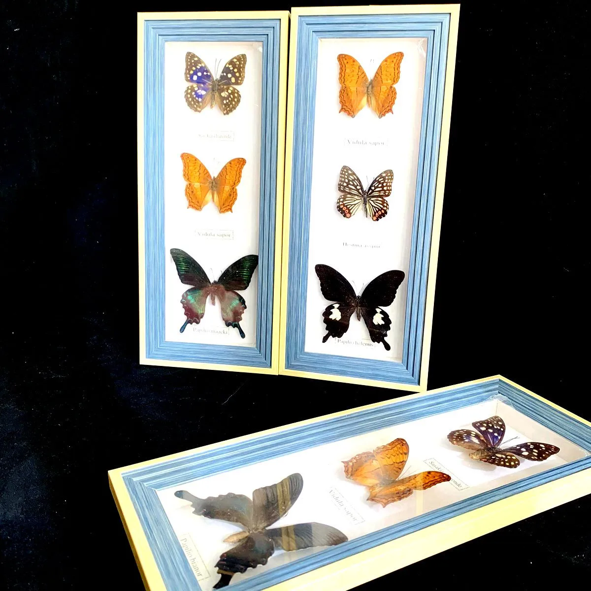 

Butterfly Specimen DIY Arts and Crafts Ornaments Educational Material Collection Photo Frame Artwork Decoration Home Decoration