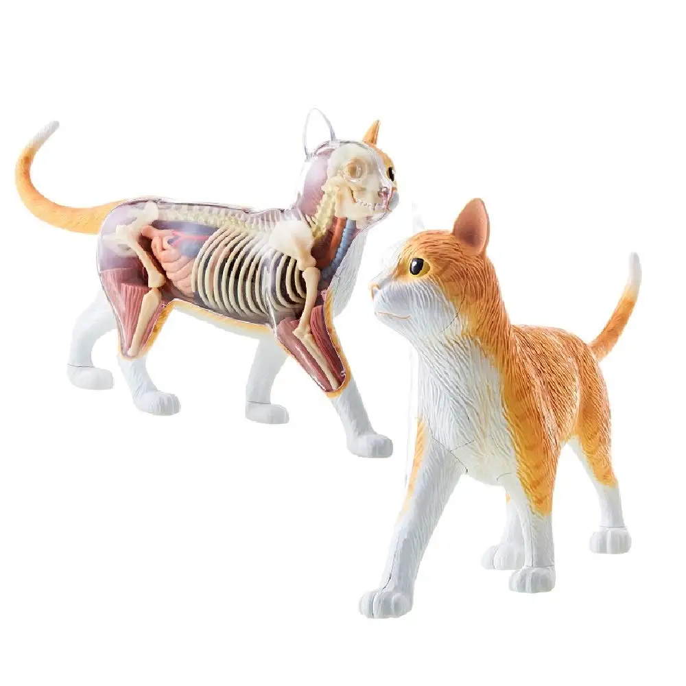 4D Orange Cat  Anatomical Model Simulation Animal Biological Organs Skeleton Anatomy Medical Teaching Tools