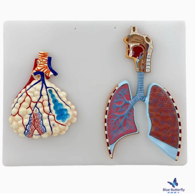 

Облегчающая респираторную систему человека модель Alveolar, легкие и бронхи, рот, нос и горло бесплатная доставка