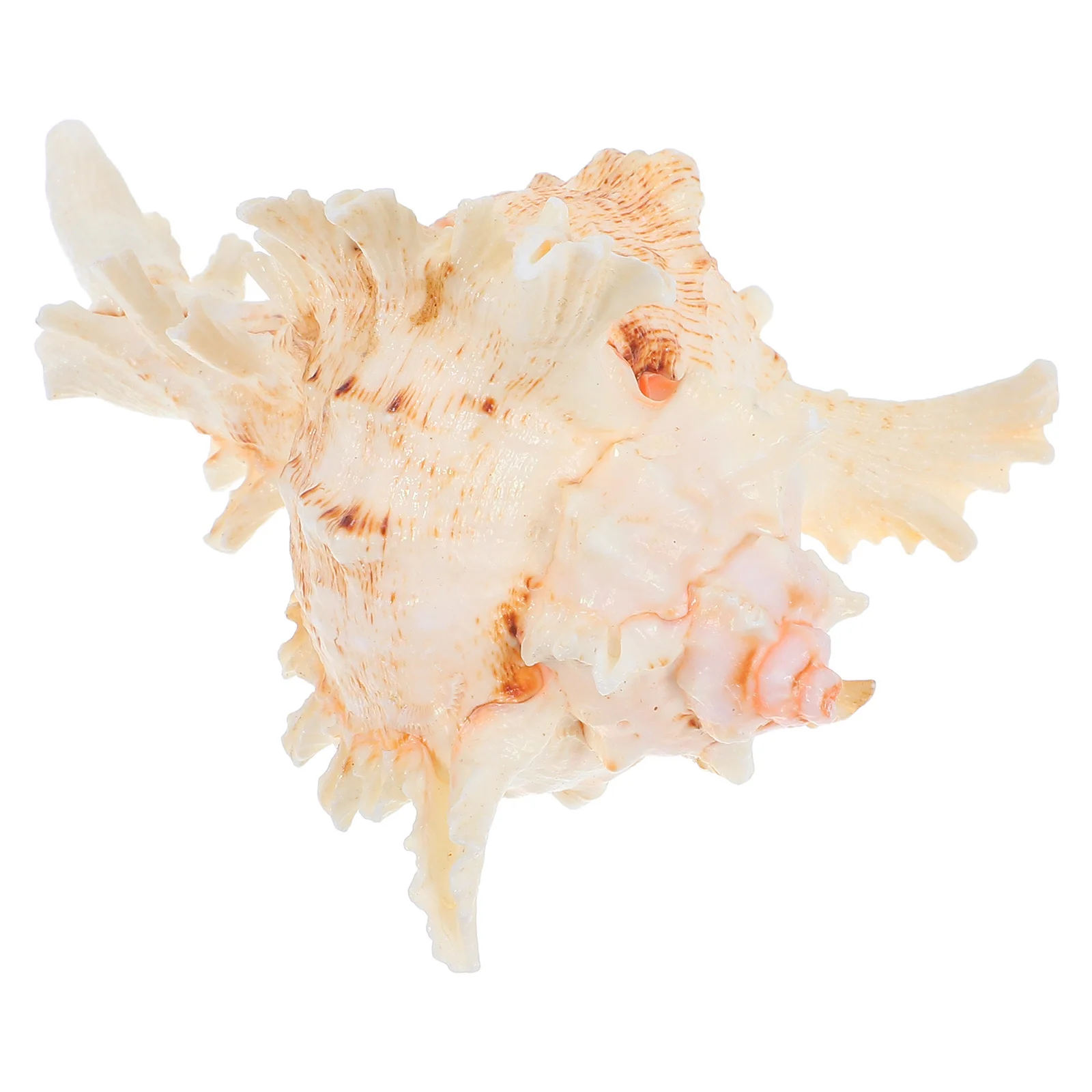 

Natural Shell Decor 12-14cm Conch for Fish Tank Aquarium Landscaping White Colourful Shells Garnish Decorations Ornament
