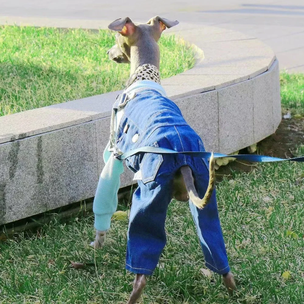 Pet Clothing Adjustable Blue Thin Denim Carrier Pants for Mid Dogs 4-legged Spring White Coat for Italy Greyhound Wellingtonian - Image 2