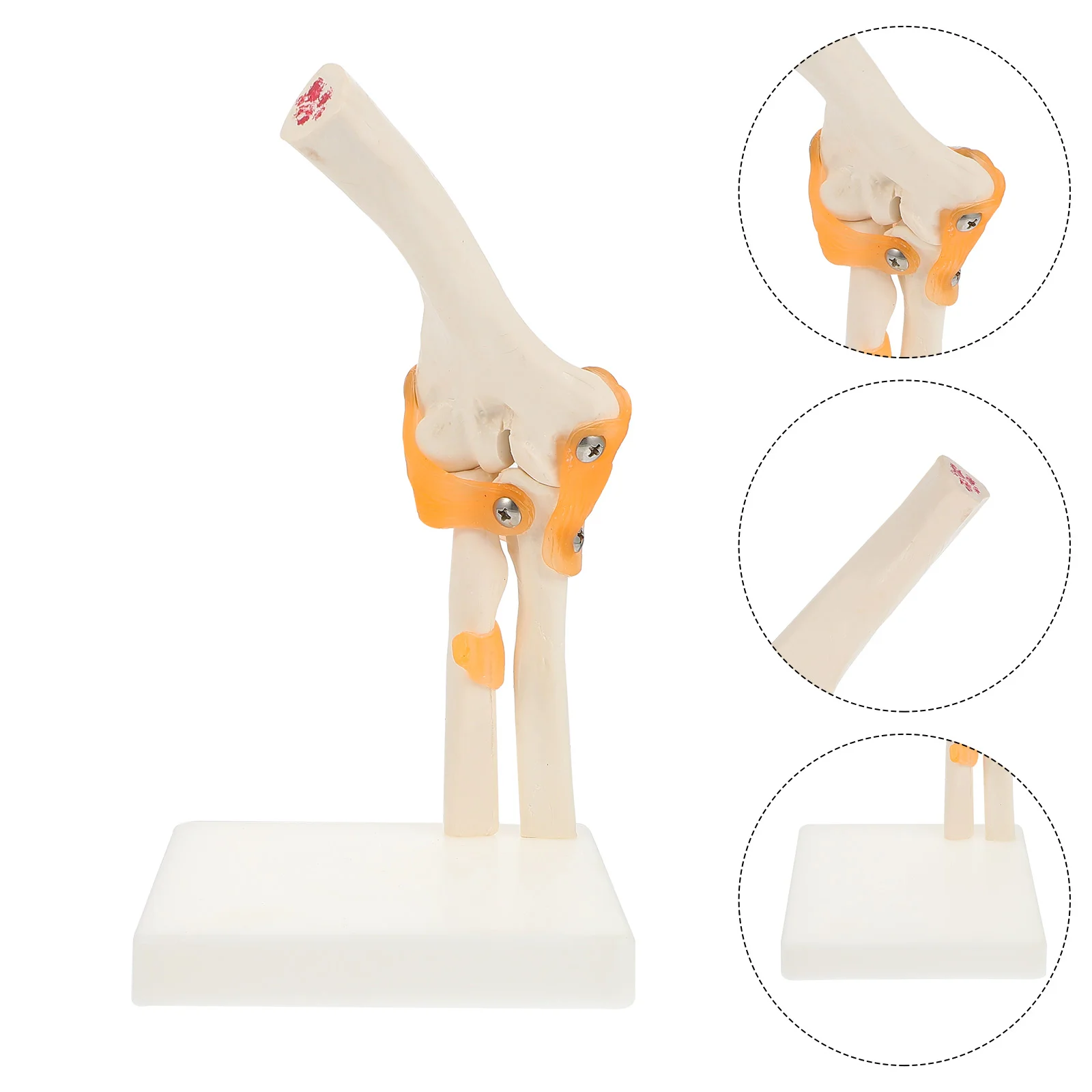 Modelo de codo plástico anatómico humano el hombro PVC articulación hueso Ancon