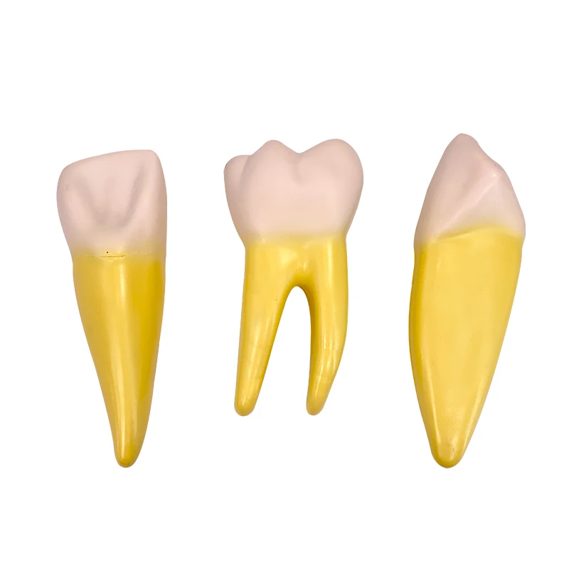

Normal tooth magnification 12 times model, dentals anatomy model