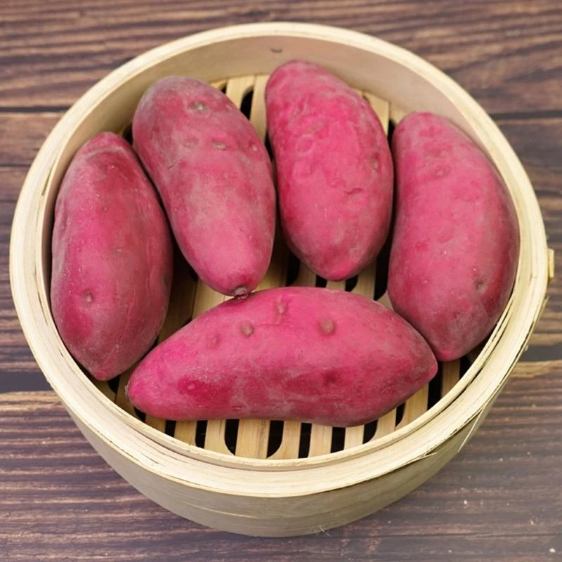 Simulation Fake Sweet Potato Vegetables Sample Realistic Foam for Supermarket 15UB