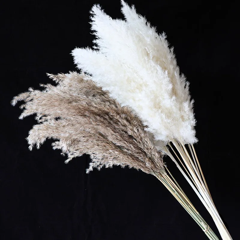 10Pcs Colorful Natural Reeds Pampas Grass Dried Flowers for Home Vase Decor Anniversary Wedding Party Garden Outdoor DIY Craft