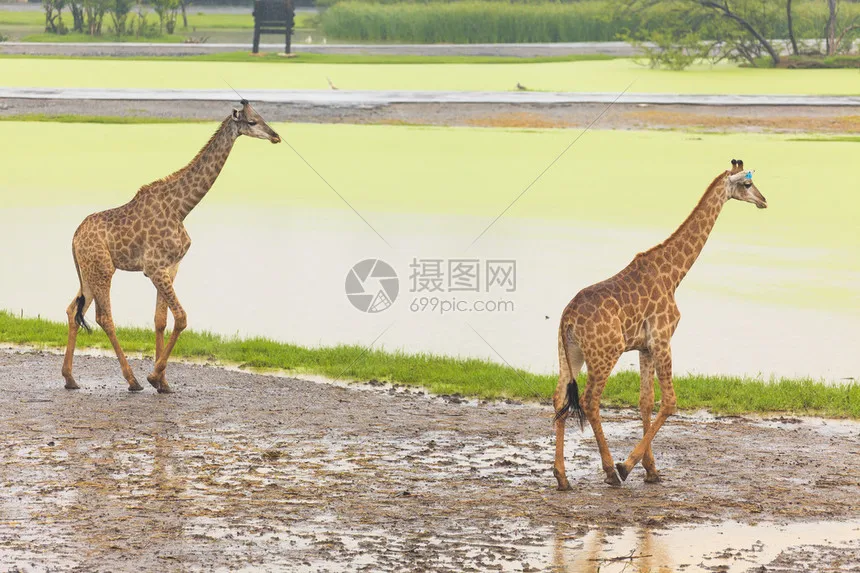 

Корпус дифференциала из алюминиевого сплава # AR310433 Совместим с сериями ARRMA 1/8: модели Kraton/Outcast/Typhon/Mojave/Infraction