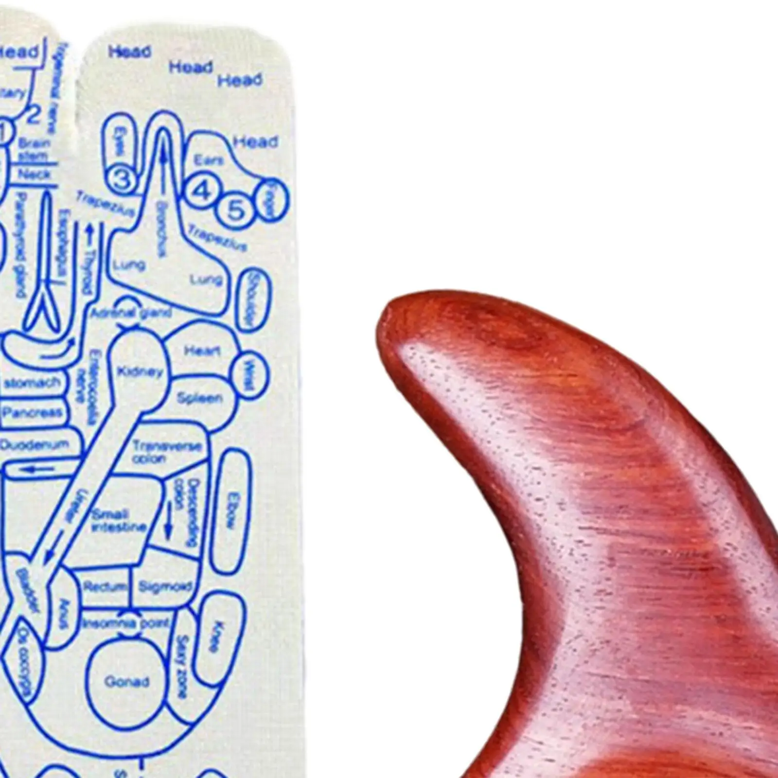 リフレクソロジー靴下フットマッサージソックス通気性ソフトカジュアルツボイラスト靴下家庭用マッサージパーラー大人