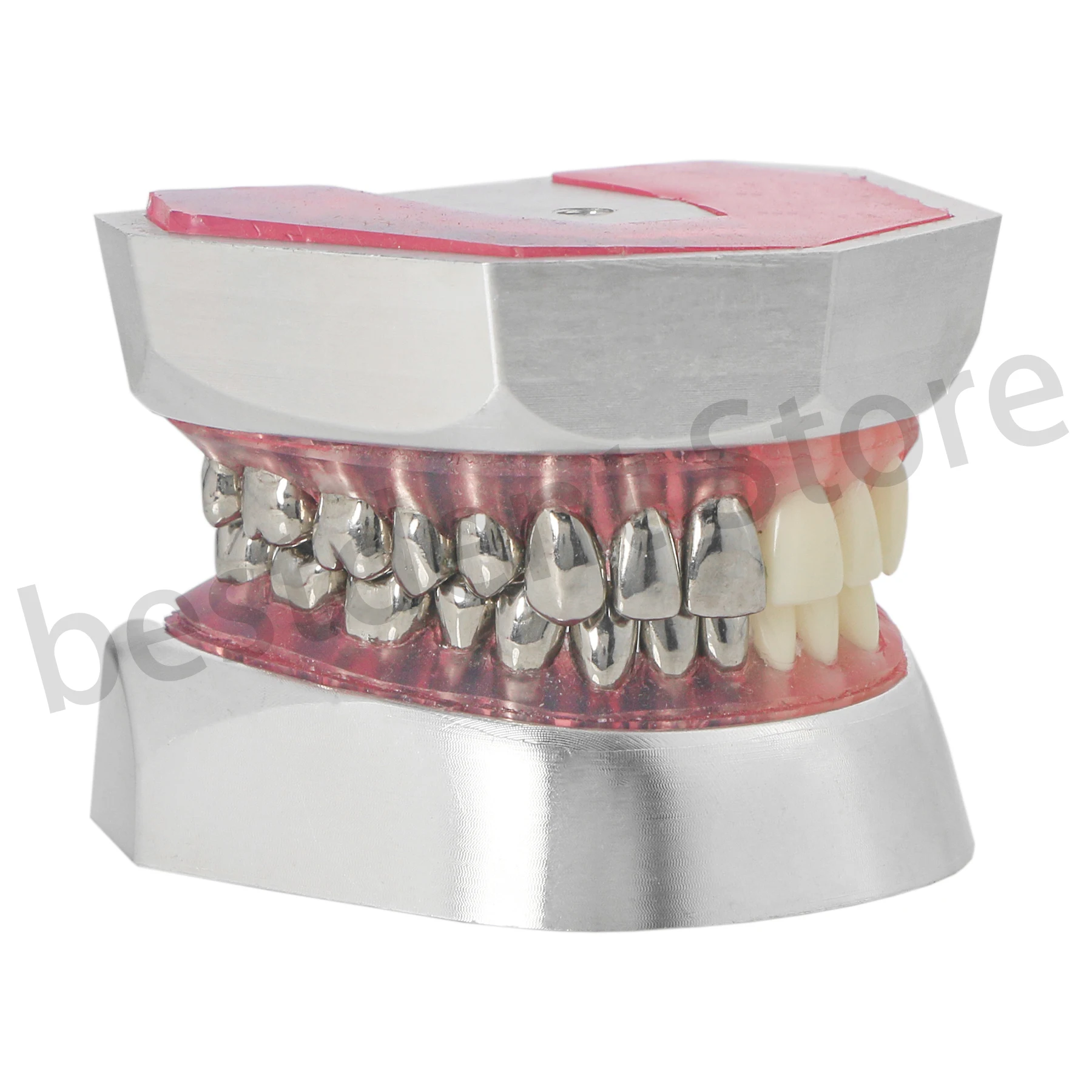 Dental Preparation Model M8028 Upper Lower Jaw Separated 32 Removable Mark 2 Typ Teeth