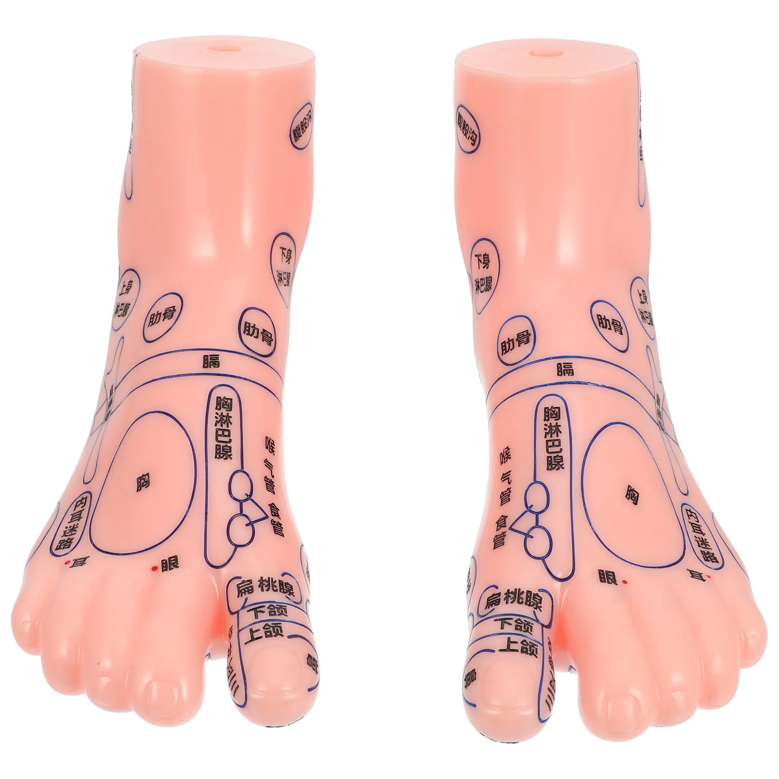 

Пара реалистичных моделей стопы для обучения массажу и акупунктуре, визуальное пособие для обучения и тренировок