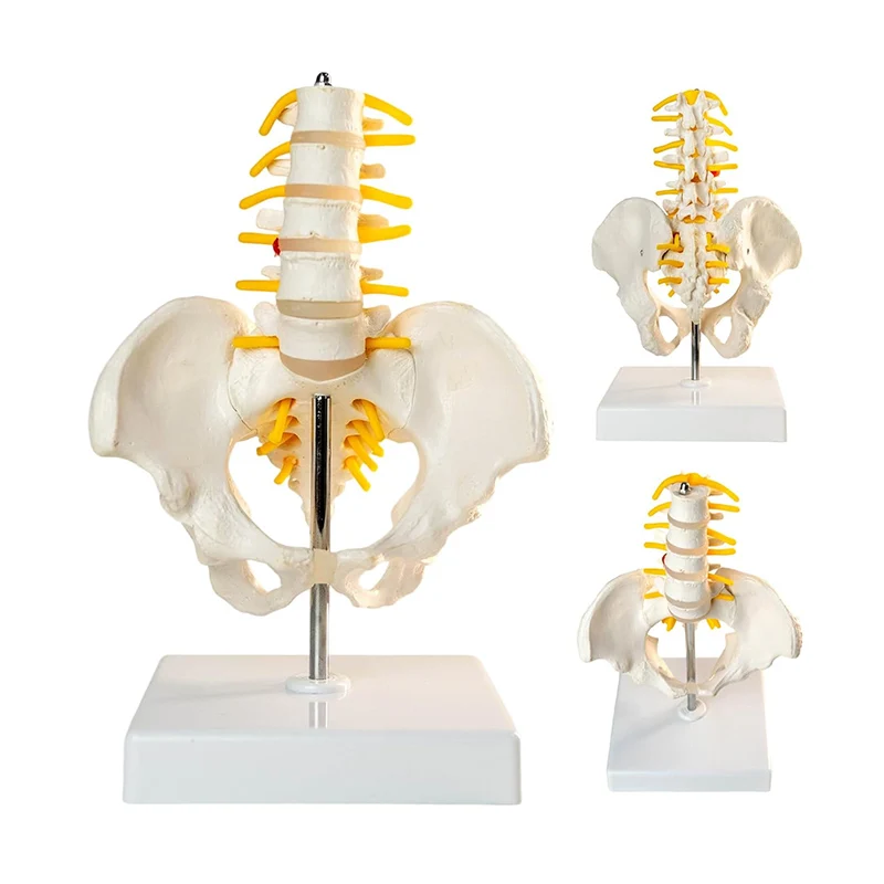 

Мини-человеческий таз с пятью моделью поясничных позвонков, позвоночные нервы, колонна, модель позвоночника, анатомия скелета