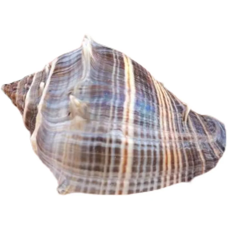 Morula Echinata Natural Sea Snail, Hedgehog Conch, Spiral Shell, Fish Hermit Crab Shell, Aquarium Decoration