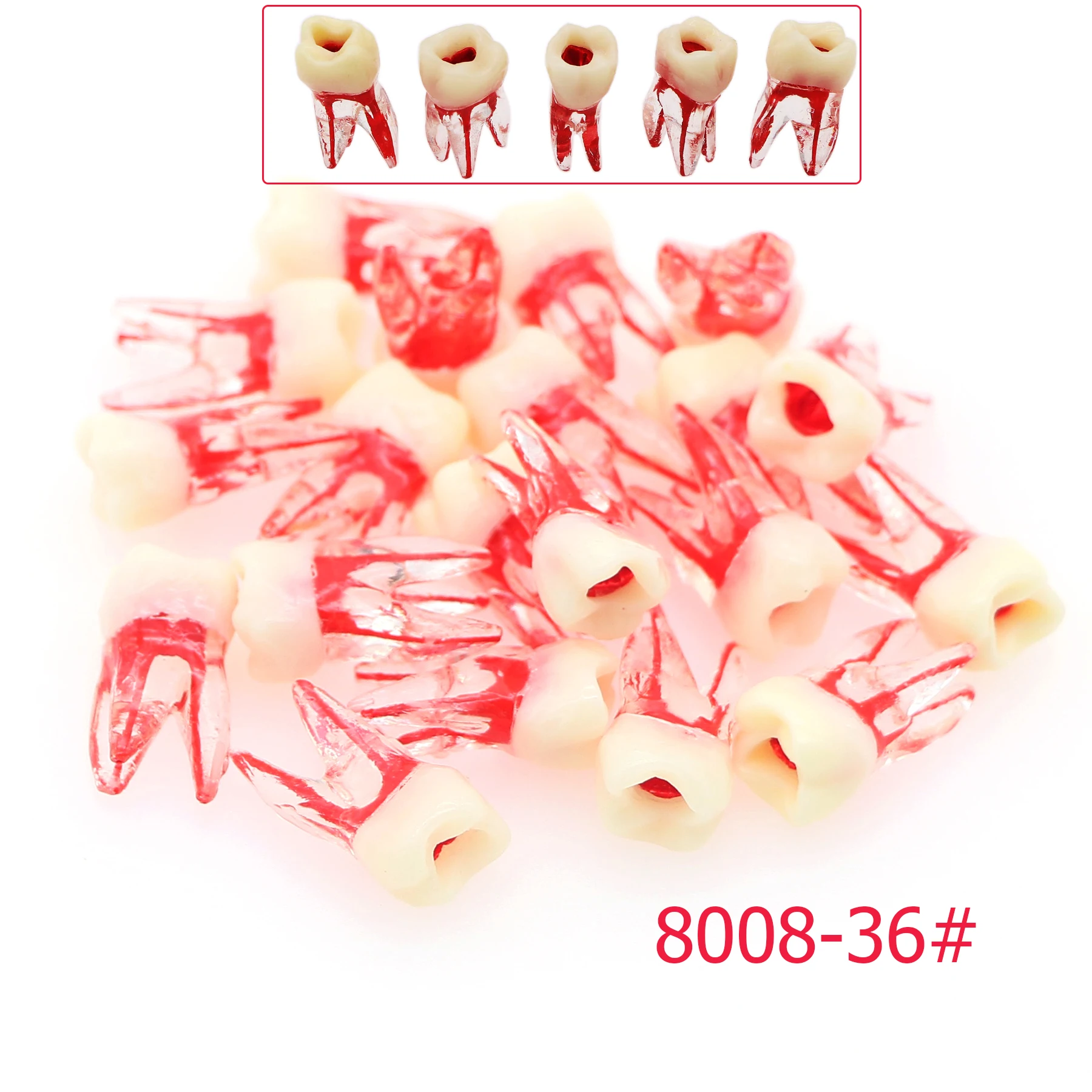 

Dental Endo Teeth Root Canal Model Endodontic File RCT Practice Block Pulp Cavity Training Teaching Study