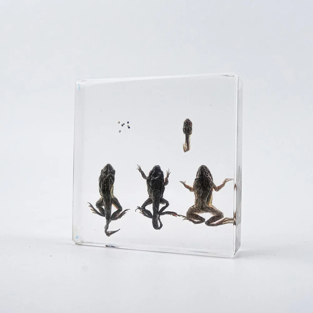 Animal Specimen paperweight Taxidermy Collection embedded In Clear Lucite Block Embedding Specimen