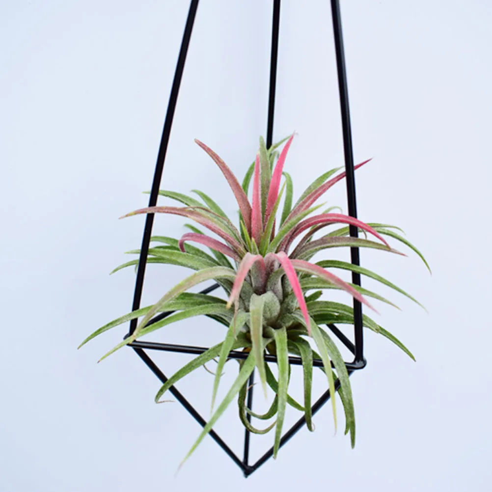 

3pcs Hanging Air Plant Holder Decorative Metal Geometric Planter For Home Office Wall Display Hollow Lightweight Air Plants