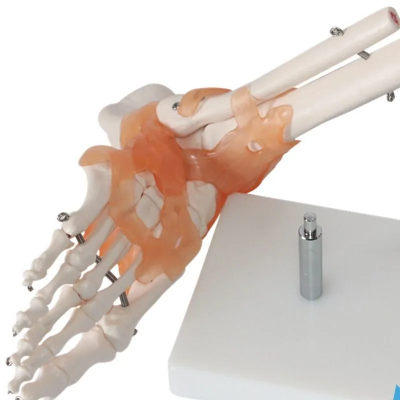 One to One Foot Joint Ligament Model Human Foot Joint Skeletal Movement System Anatomy Hand Foot Surgery