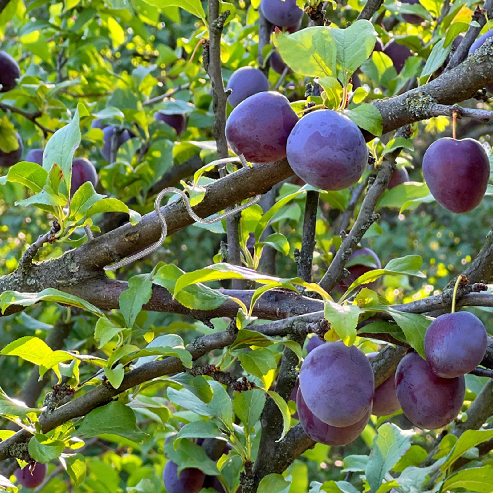 

30pcs Fruit Tree Branch Spreader: M-Shaped Limb Support Tool For Open Angle Training, Branch Bending Device For Orchard Farm
