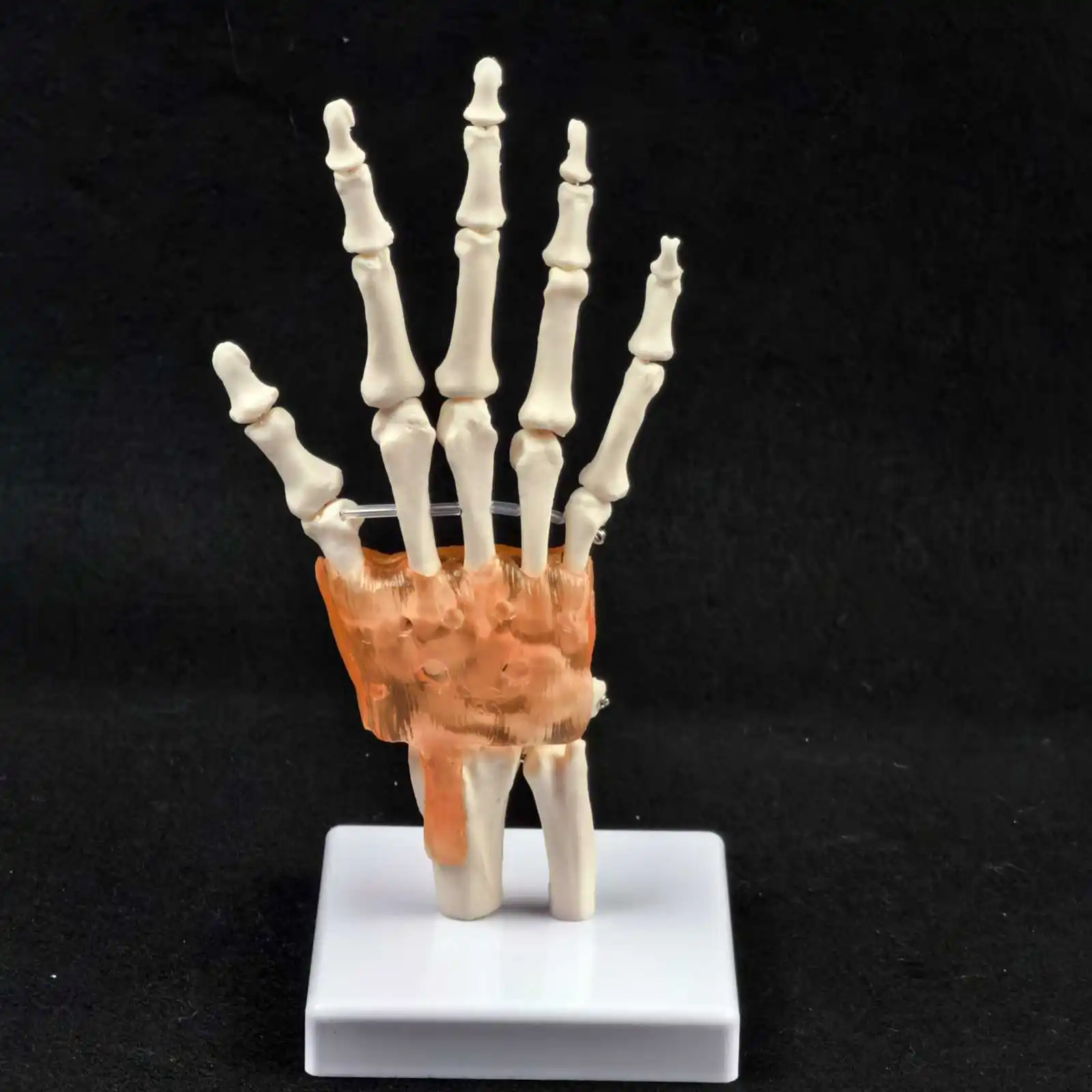 PVC Life Size Hand Joint with Ligaments Anatomical Medical Model Skeleton Anatomy Display Teaching School