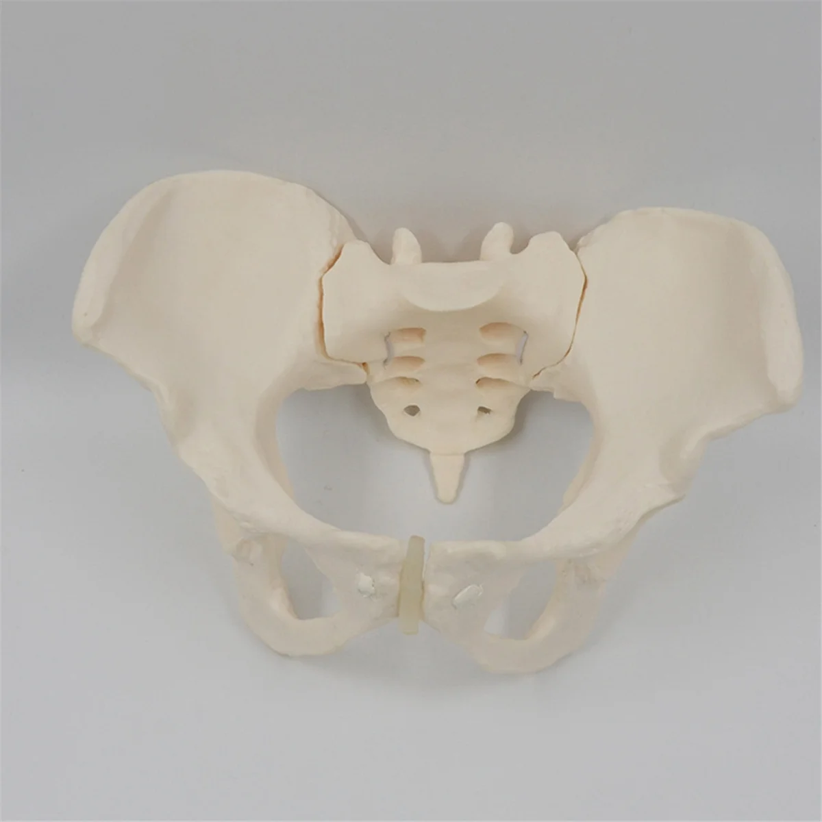 1:1 Female Pelvis Model,Life Size Female Pelvic Skeleton Model, Anatomy Model for Science Education