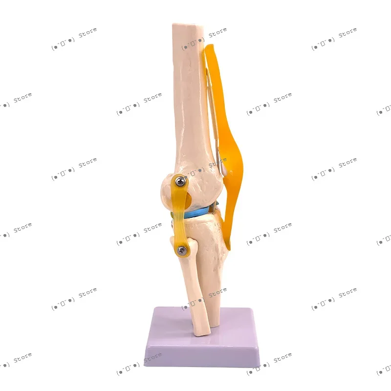 

knee model with ligaments human skeleton teaching exercises medical function display shoulder and neck spine skeleton
