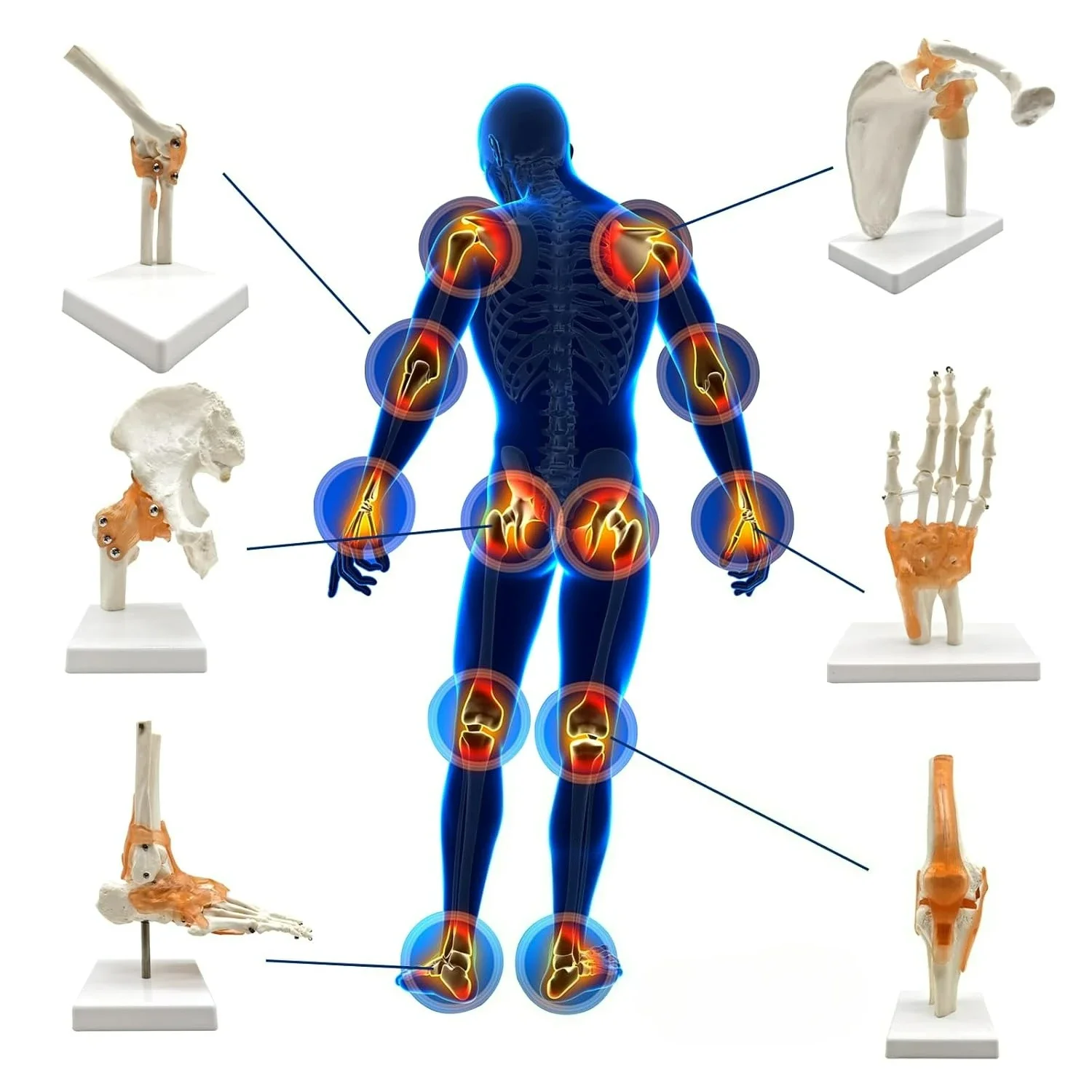 Educational Human Joint Bone Model with Ligaments - Knee Shoulder Elbow Hip Hand Foot Medical Teaching Aid for Students And Prof