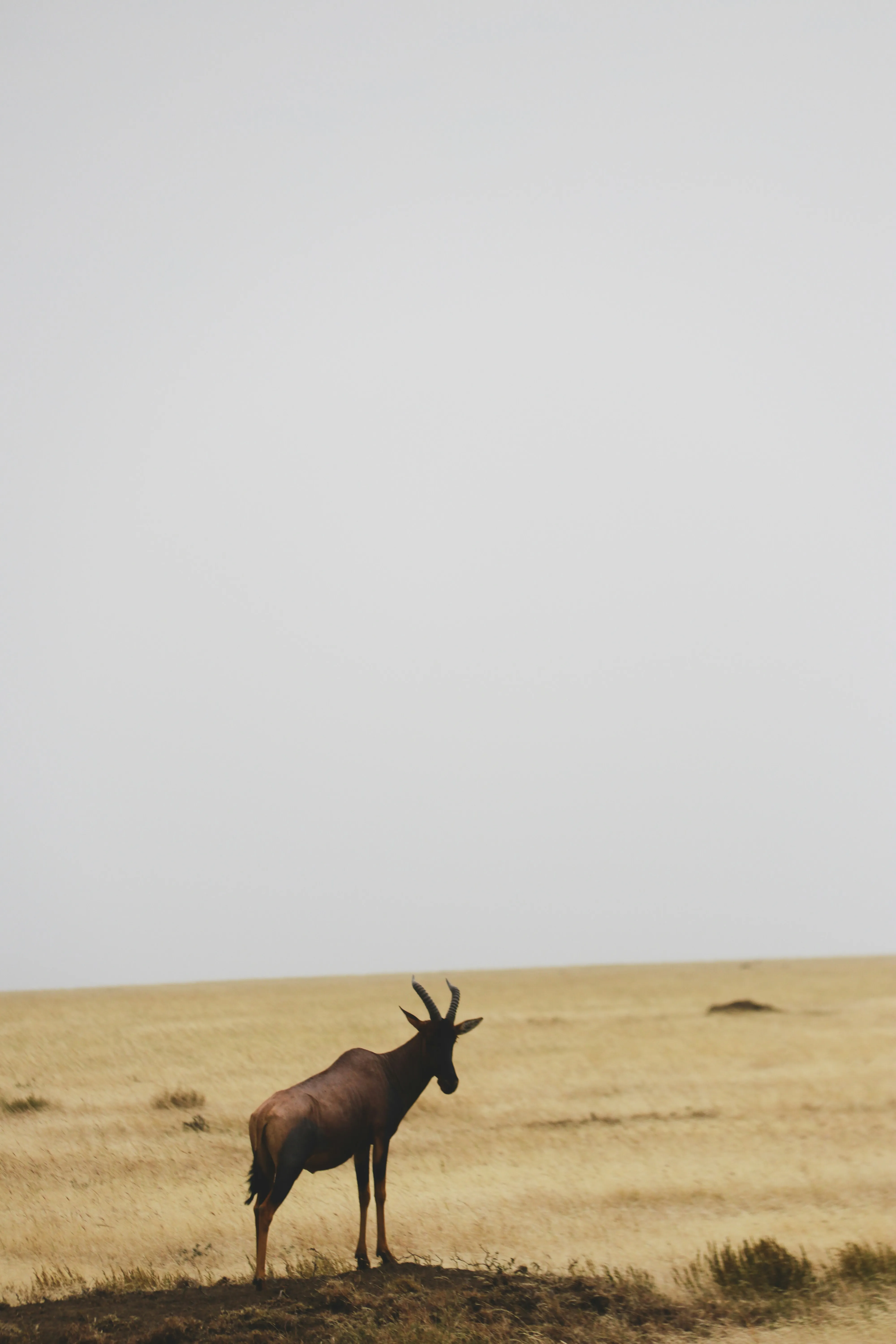 

0986435177 0445110227 0445110228 23670-39105 Common Rail Injection 0 445 110 227 0 445 110 228 for Toyota Auris ERIKC 4PCS