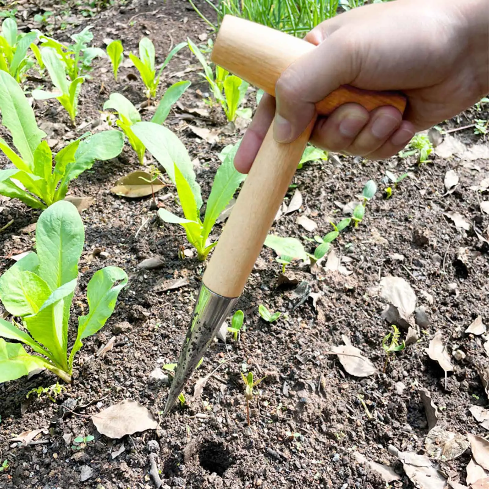 

Stainless Steel Hand Dibber with Wood Handle for Seed Sowing Plant Transplanting Bulb Planting Transplanting Seed Dispenser