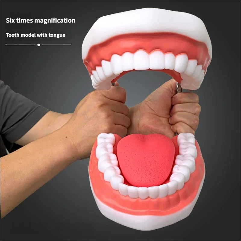 

Шестикратное увеличение, обучение полости рта, стоматологический материал, расходные материалы для стоматологии, протез, стоматологическая анатомия, модель языка