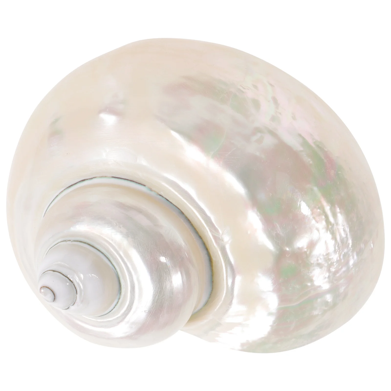 

1pcs Glow In The Dark Hermit Crab Conch Shaped Replacement Fish Tank Aquarium Decor Desktop Decoration Crafts Accessories Diy