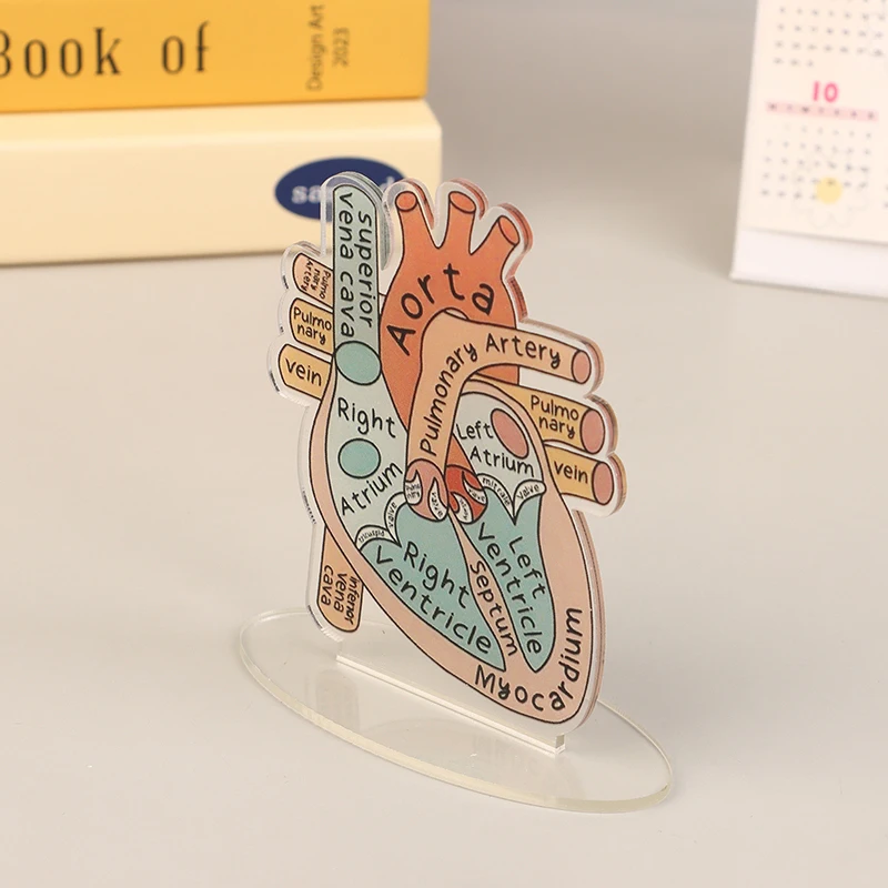 2D Acrylic Heart Anatomy Model - Perfect Educational Tool for Medical and Home Offices