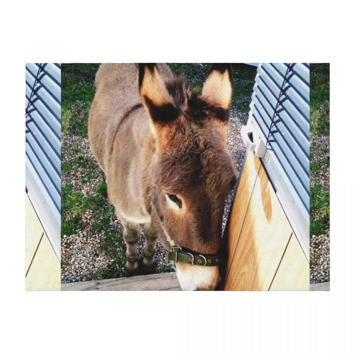 

Donkey Throw Blanket funny gift Travel Blankets For Sofas christmas decoration Blankets