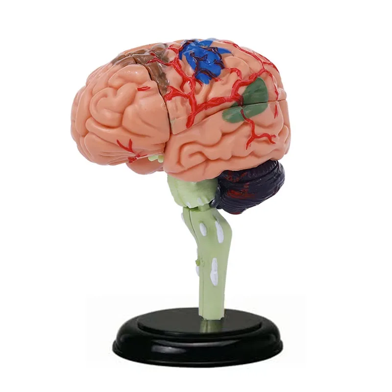 

Разобранная мини-модель человеческого мозга, собранная структура «сделай сам», анатомическая модель мозга, медицинский обучающий инструмент Studing